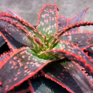 Aloe Christmas Carol