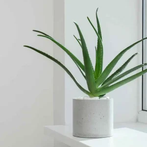 Aloe Variegata