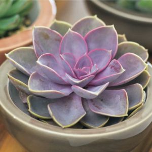 Echeveria Purple Pearl
