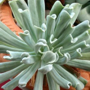 Echeveria Runyonii Topsy Turvy