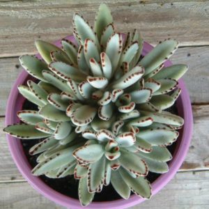 Kalanchoe Tomentosa
