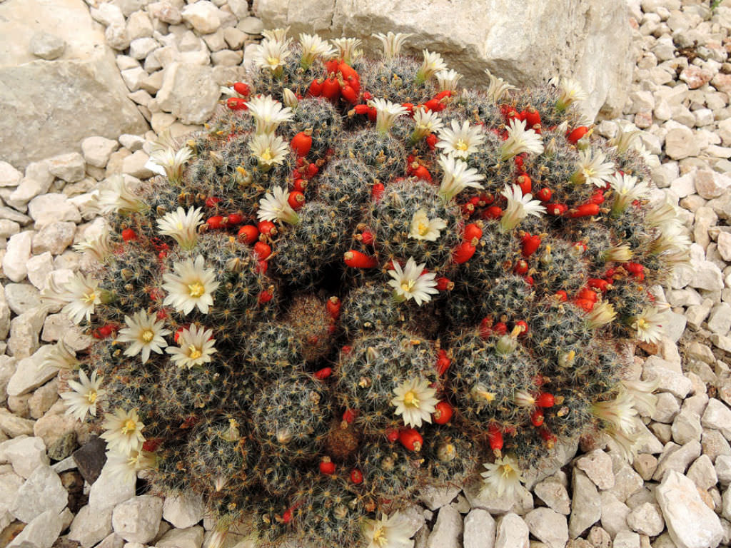 Mammillaria Prolifera