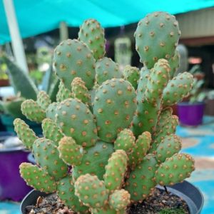 Opuntia Rufida minima Monstrose (Mini Cinnamon Cactus)